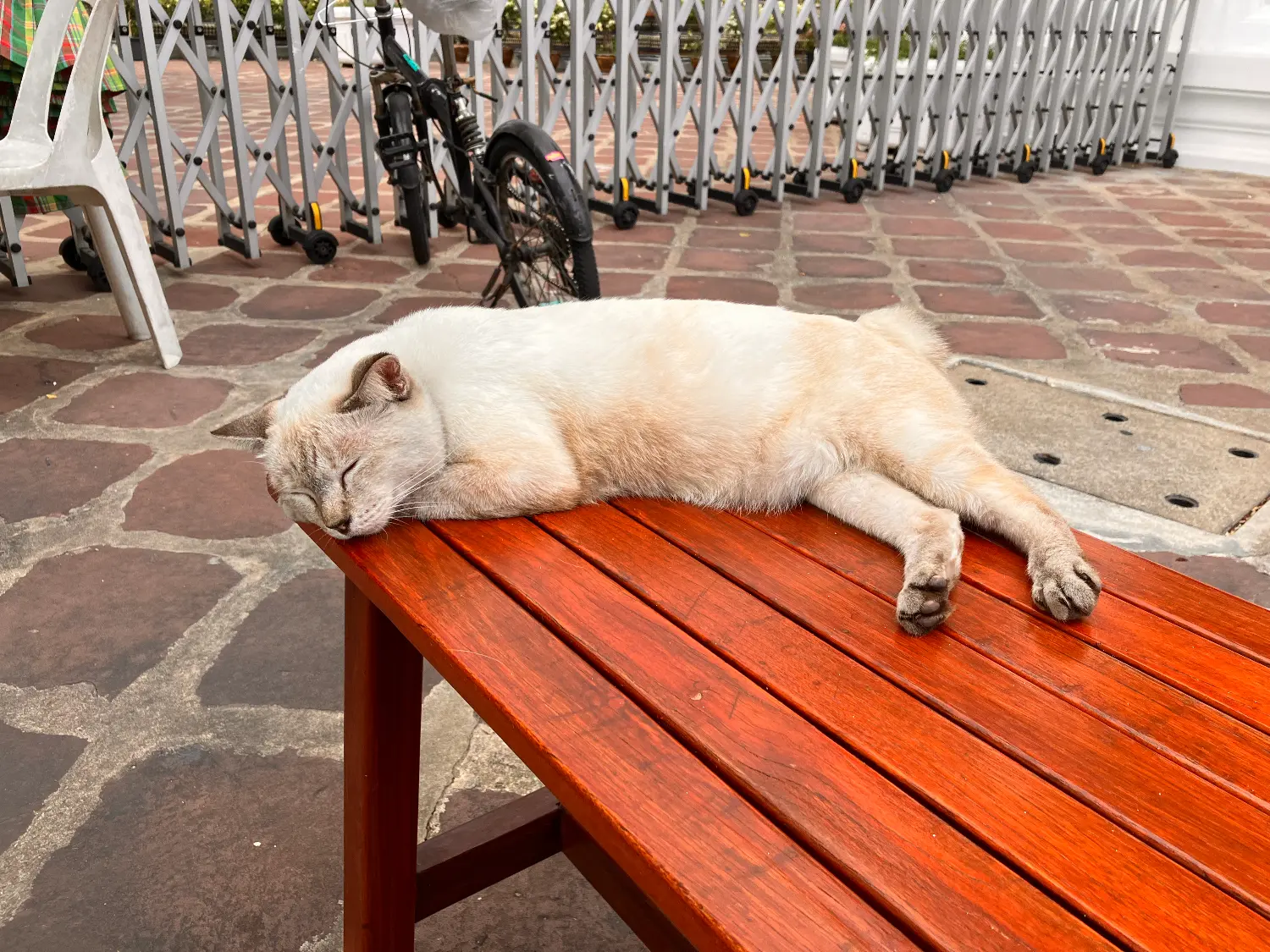 ワットポーにいた気持ちよさそうな猫