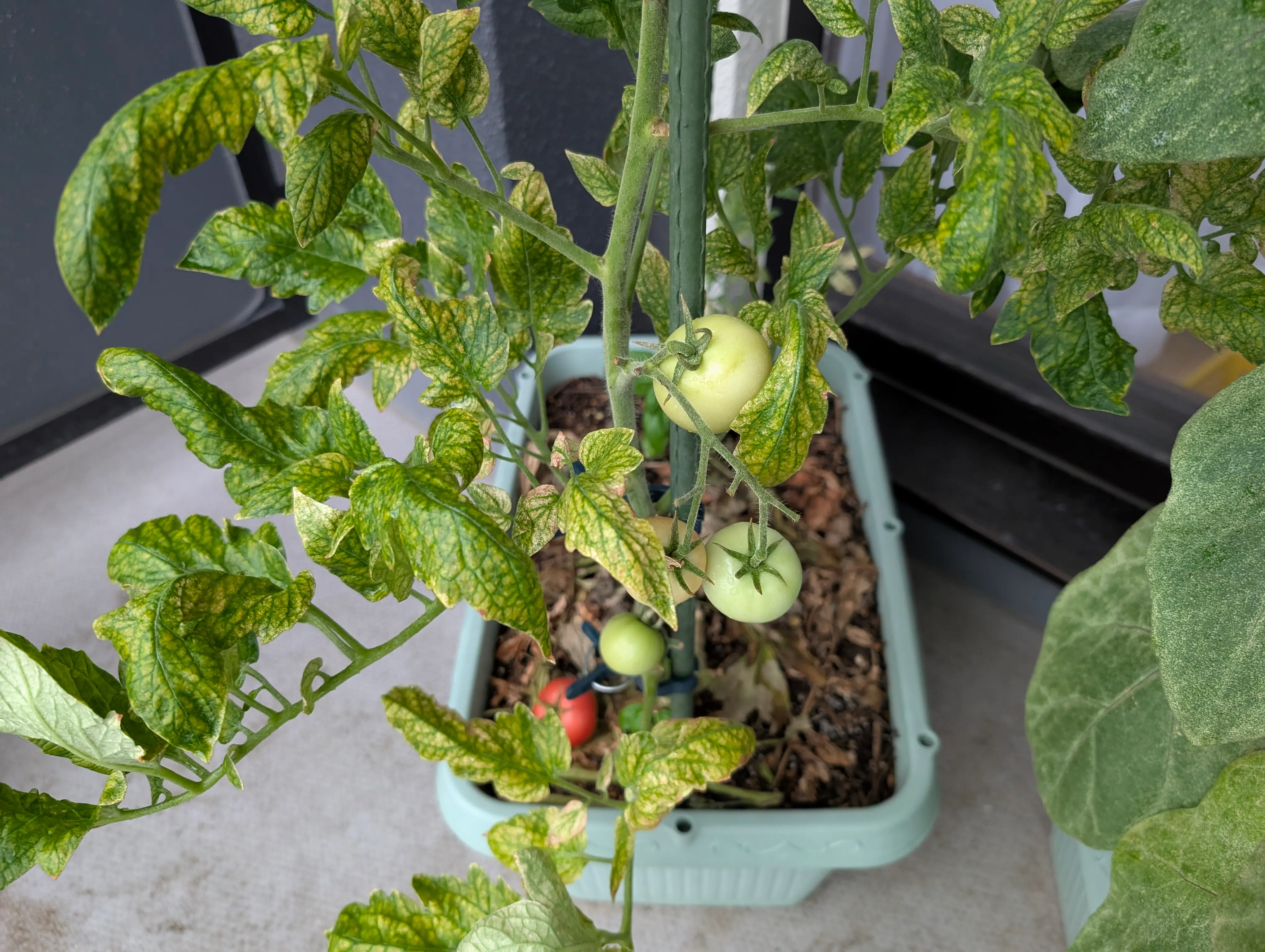 気付いたら夏野菜めっちゃ弱ってた2