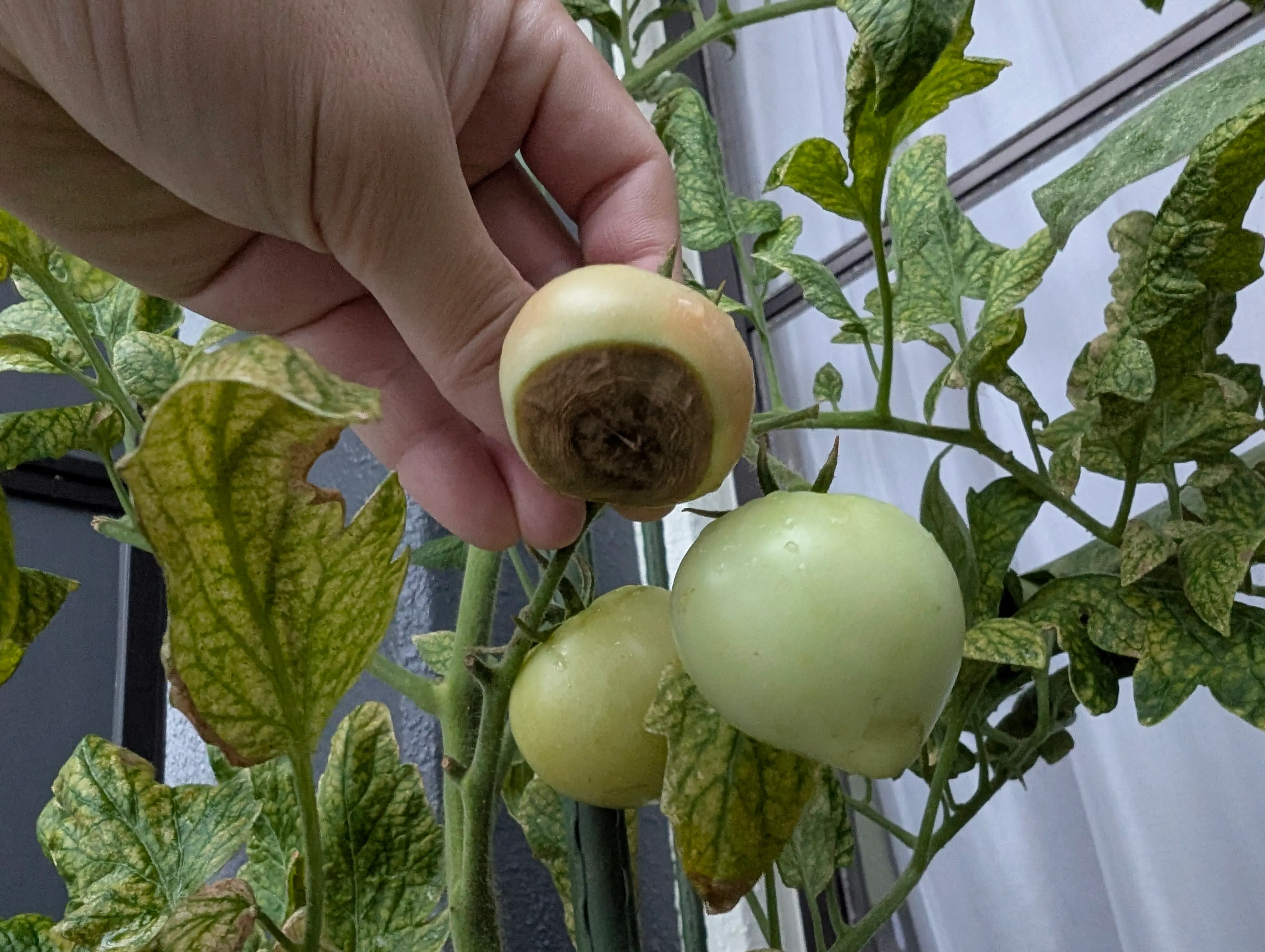 気付いたら夏野菜めっちゃ弱ってた4