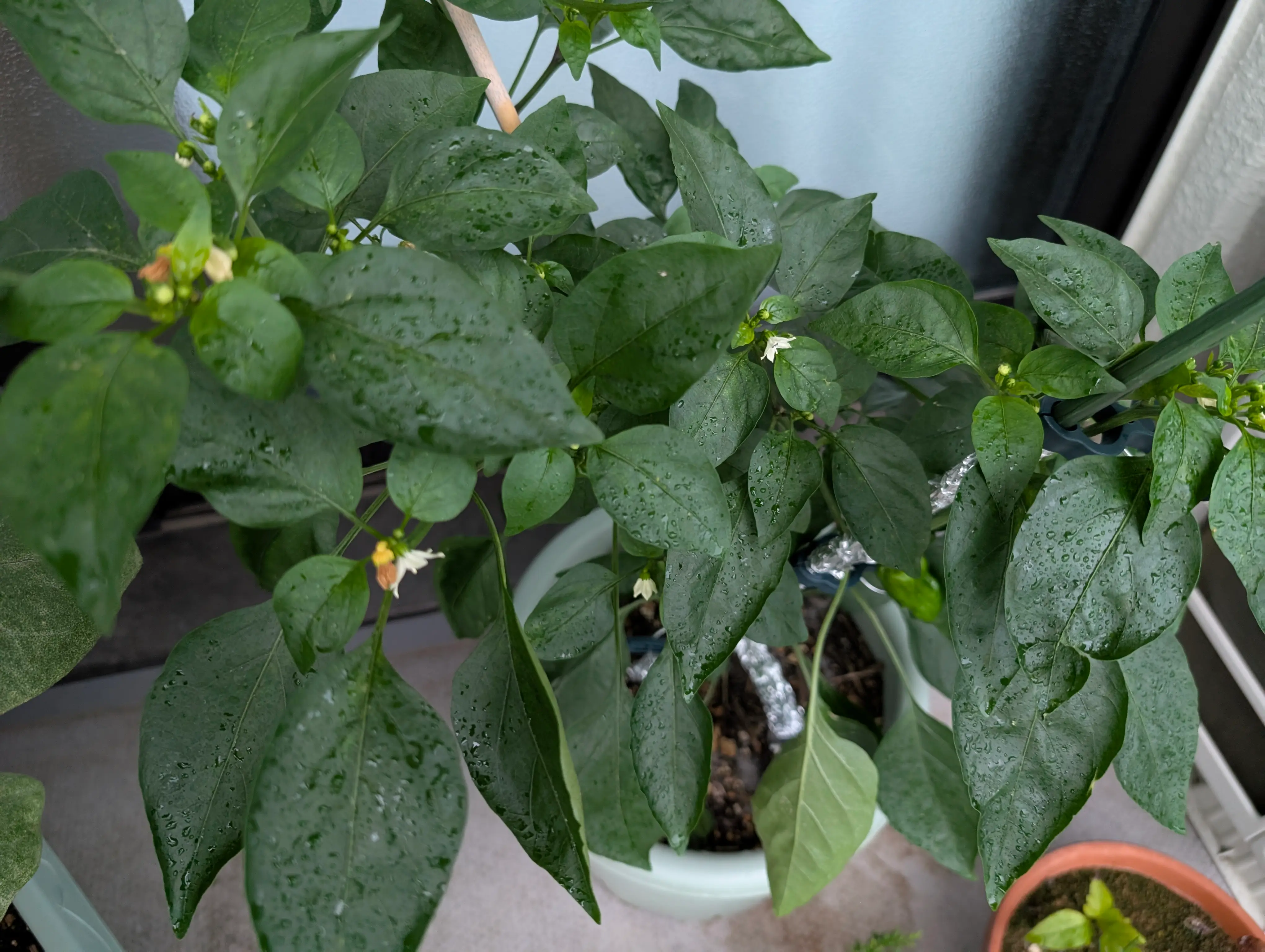 気付いたら夏野菜めっちゃ弱ってた6