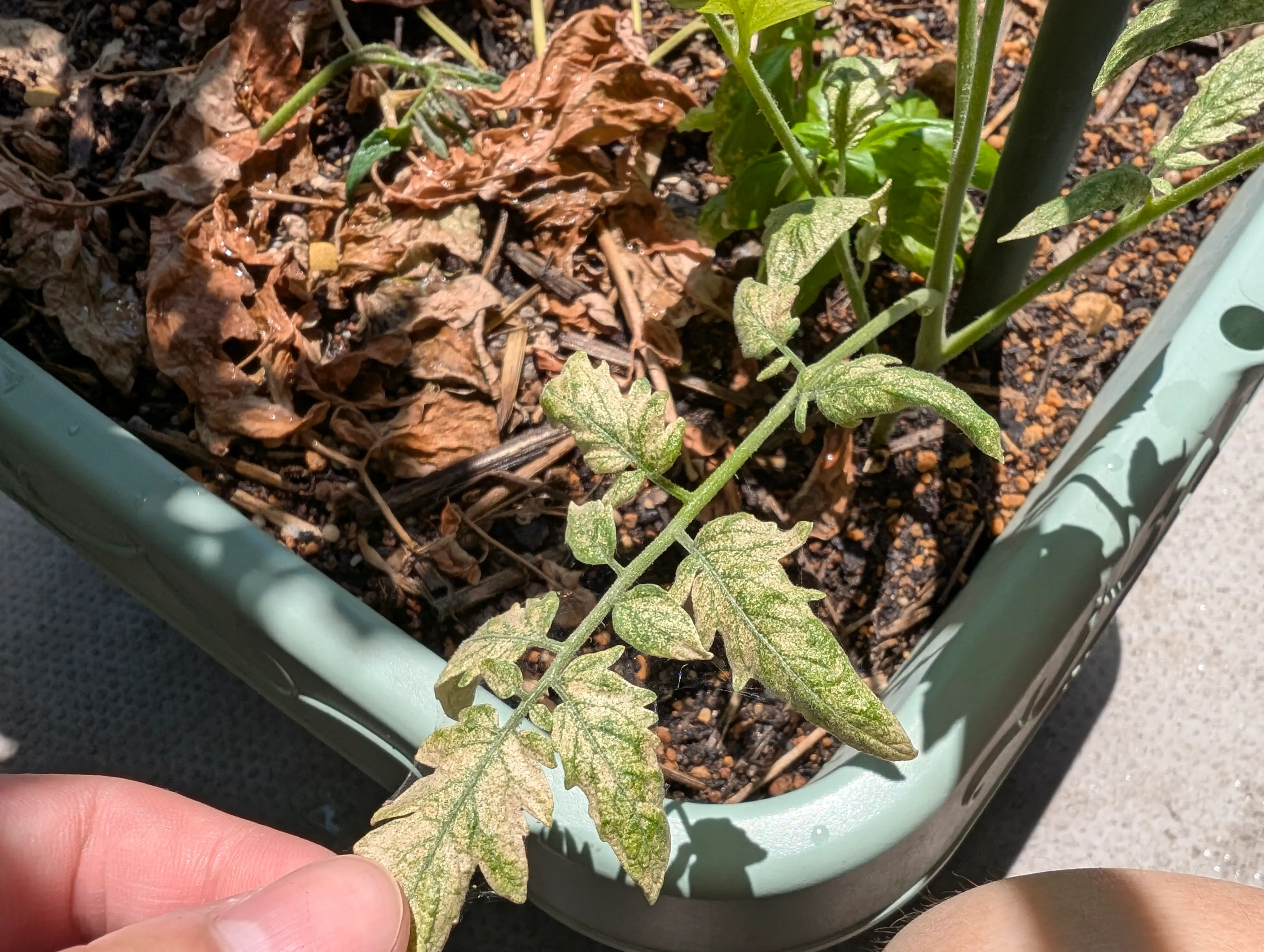 気付いたら夏野菜めっちゃ弱ってた… 気付いたら夏野菜めっちゃ弱ってた…