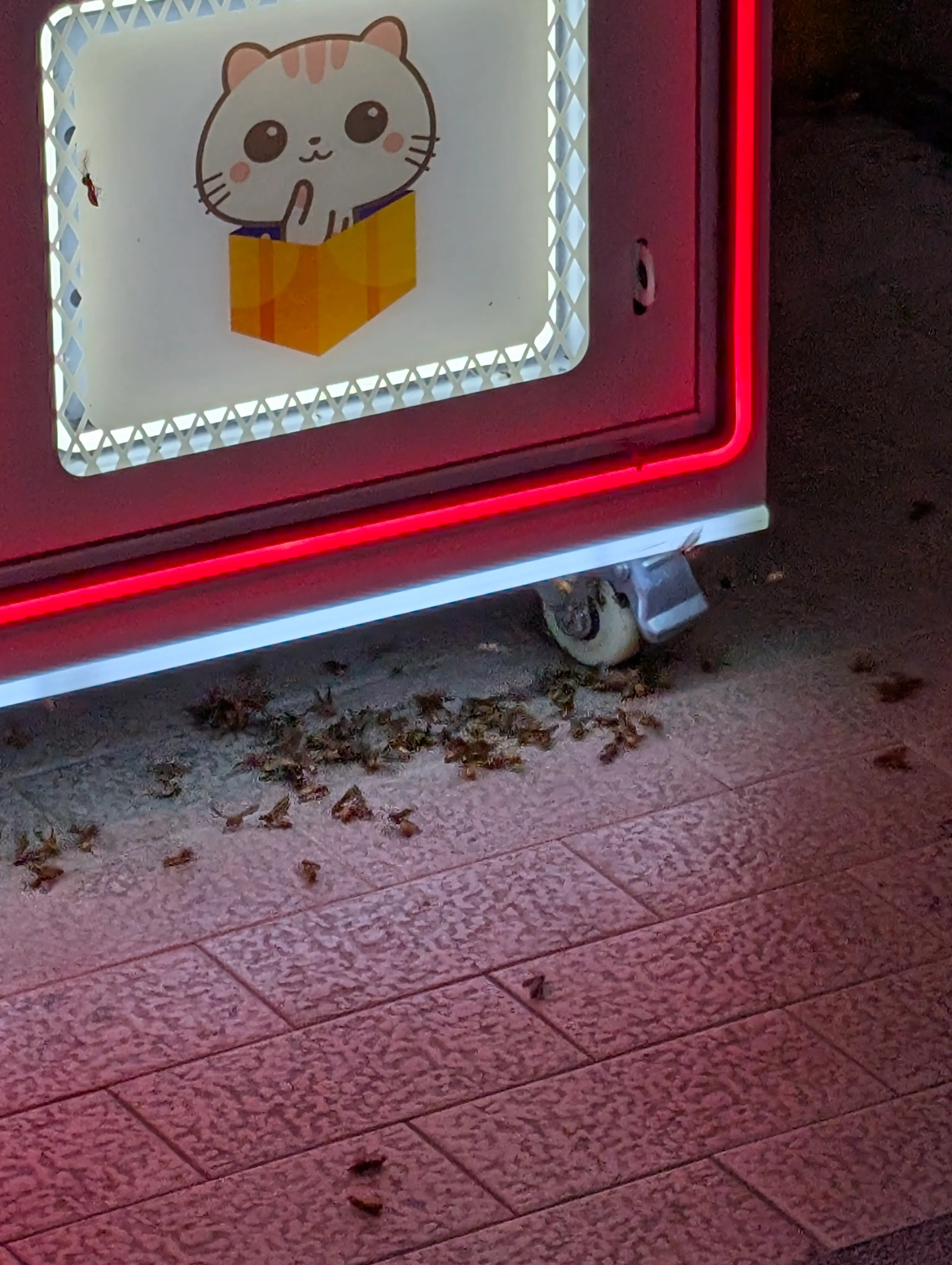 光に群がる虫